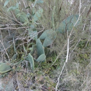 Opuntia ficus-indica at Karabar, NSW - 25 Jul 2024