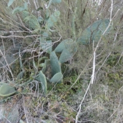 Opuntia ficus-indica at Karabar, NSW - 25 Jul 2024