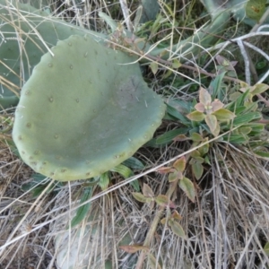 Opuntia ficus-indica at Karabar, NSW - 25 Jul 2024