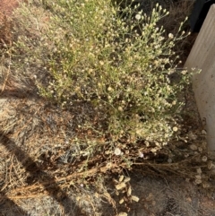 Vittadinia (genus) at Hughenden, QLD - 25 Jul 2024 by lbradley