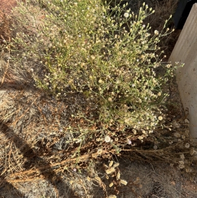 Vittadinia (genus) at Hughenden, QLD - 25 Jul 2024 by lbradley