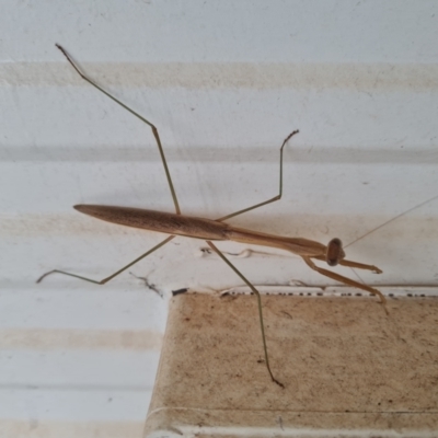 Unidentified Praying mantis (Mantodea) at Shelburne, QLD - 25 Jul 2024 by Mike