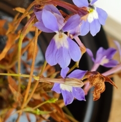 Lobelia dioica at Wenlock, QLD - 25 Jul 2024 by Mike