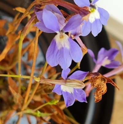 Lobelia dioica at Wenlock, QLD - 25 Jul 2024 by Mike