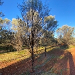 Acacia aneura var. aneura (Mulga) at Gunderbooka, NSW - 25 Jun 2024 by Tapirlord