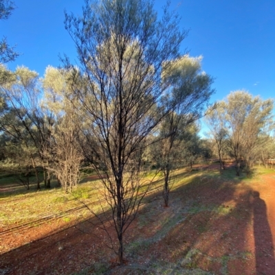 Acacia aneura var. aneura (Mulga) at Gunderbooka, NSW - 25 Jun 2024 by Tapirlord