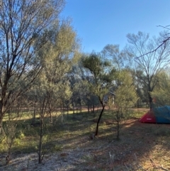 Acacia aneura var. aneura at Gunderbooka, NSW - 25 Jun 2024 04:17 PM