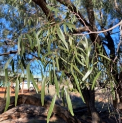 Atalaya hemiglauca (Whitewood) at Gunderbooka, NSW - 25 Jun 2024 by Tapirlord