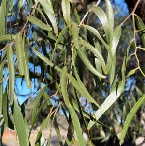 Atalaya hemiglauca at Gunderbooka, NSW - 25 Jun 2024