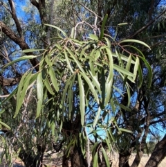 Atalaya hemiglauca at Gunderbooka, NSW - 25 Jun 2024