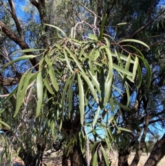 Atalaya hemiglauca at Gunderbooka, NSW - 25 Jun 2024 02:37 PM