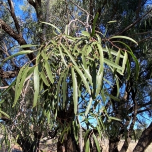 Atalaya hemiglauca at Gunderbooka, NSW - 25 Jun 2024