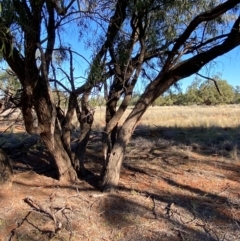 Atalaya hemiglauca at Gunderbooka, NSW - 25 Jun 2024