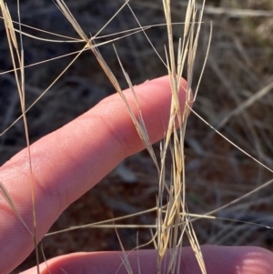 Aristida contorta at Gunderbooka, NSW - 25 Jun 2024