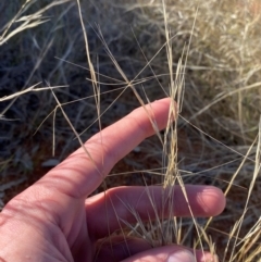 Aristida contorta at Gunderbooka, NSW - 25 Jun 2024