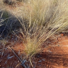Aristida contorta at Gunderbooka, NSW - 25 Jun 2024 02:35 PM