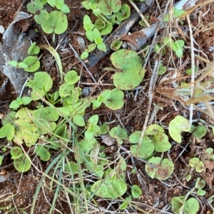 Dichondra repens at Gunderbooka, NSW - 25 Jun 2024