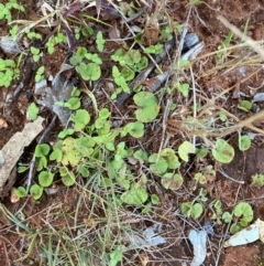 Dichondra repens at Gunderbooka, NSW - 25 Jun 2024 02:35 PM