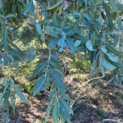 Angophora melanoxylon at Gunderbooka, NSW - 25 Jun 2024 02:35 PM