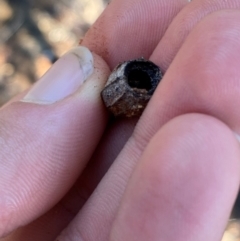 Angophora melanoxylon at Gunderbooka, NSW - 25 Jun 2024 02:35 PM