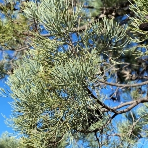 Callitris glaucophylla at Gunderbooka, NSW - 25 Jun 2024