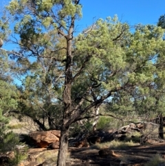 Callitris glaucophylla at Gunderbooka, NSW - 25 Jun 2024