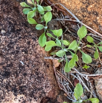 Stuartina hamata (Hooked cudweed) at Gunderbooka, NSW - 25 Jun 2024 by Tapirlord