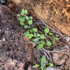 Stuartina hamata at Gunderbooka, NSW - 25 Jun 2024