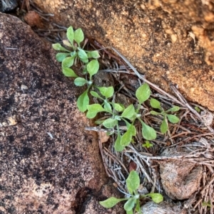 Stuartina hamata at Gunderbooka, NSW - 25 Jun 2024