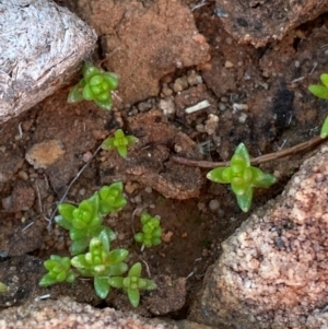 Crassula colorata var. acuminata at Gunderbooka, NSW - 25 Jun 2024