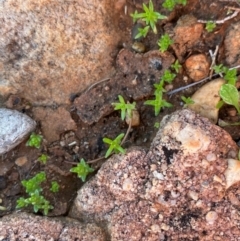 Crassula colorata var. acuminata at Gunderbooka, NSW - 25 Jun 2024 02:33 PM