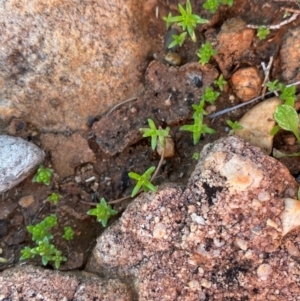 Crassula colorata var. acuminata at Gunderbooka, NSW - 25 Jun 2024