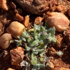 Actinobole uliginosum (Flannel Cudweed, Cotton Weed) at Gunderbooka, NSW - 25 Jun 2024 by Tapirlord