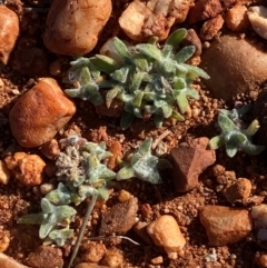 Actinobole uliginosum at Gunderbooka, NSW - 25 Jun 2024