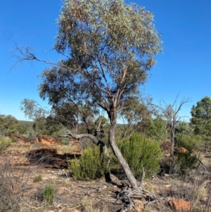 Eucalyptus morrisii at Gunderbooka, NSW - 25 Jun 2024 02:31 PM