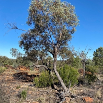 Eucalyptus morrisii (Grey Mallee) at Gunderbooka, NSW - 25 Jun 2024 by Tapirlord