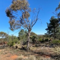 Eucalyptus morrisii at Gunderbooka, NSW - 25 Jun 2024