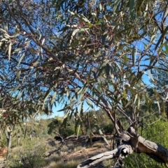 Eucalyptus morrisii at Gunderbooka, NSW - 25 Jun 2024 02:31 PM