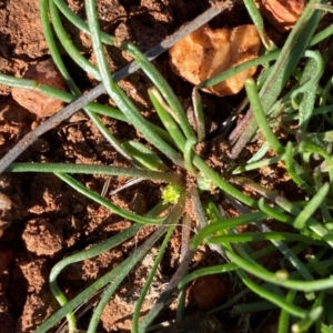 Isoetopsis graminifolia (Grass Cushion Daisy) at Gunderbooka, NSW by Tapirlord