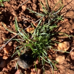 Isoetopsis graminifolia at Gunderbooka, NSW - 25 Jun 2024