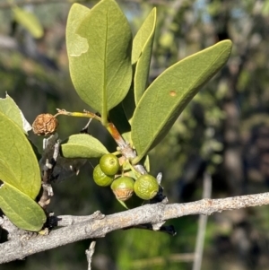 Capparis mitchellii at Gunderbooka, NSW - 25 Jun 2024 02:27 PM