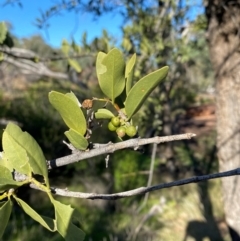 Capparis mitchellii at Gunderbooka, NSW - 25 Jun 2024