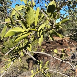 Capparis mitchellii at Gunderbooka, NSW - 25 Jun 2024