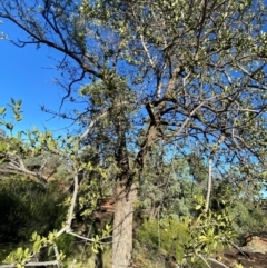 Capparis mitchellii at Gunderbooka, NSW - 25 Jun 2024 02:27 PM