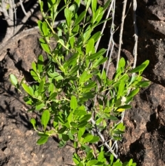 Beyeria viscosa (Pinkwood) at Gunderbooka, NSW - 25 Jun 2024 by Tapirlord