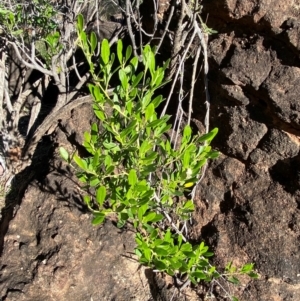 Beyeria viscosa at Gunderbooka, NSW - 25 Jun 2024