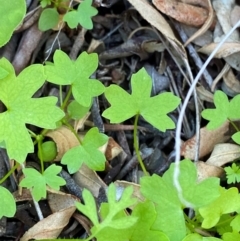 Hydrocotyle trachycarpa (Wild Parsley) at Gunderbooka, NSW - 25 Jun 2024 by Tapirlord