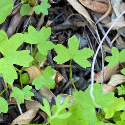 Hydrocotyle trachycarpa (Wild Parsley) at Gunderbooka, NSW - 25 Jun 2024 by Tapirlord