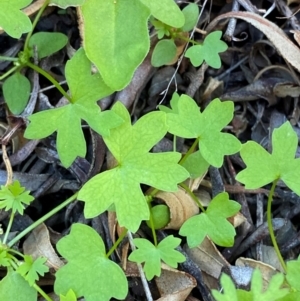 Hydrocotyle trachycarpa at Gunderbooka, NSW - 25 Jun 2024