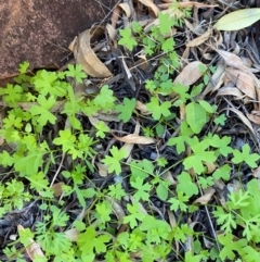 Hydrocotyle trachycarpa at Gunderbooka, NSW - 25 Jun 2024